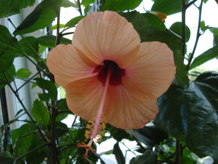 DSC02435 - HIBISCUS 2015