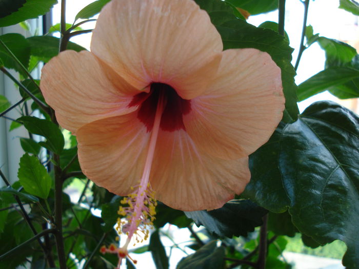 DSC02436 - HIBISCUS 2015