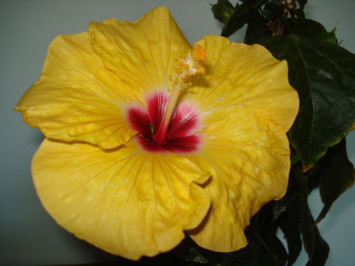 DSC02448 - HIBISCUS 2015