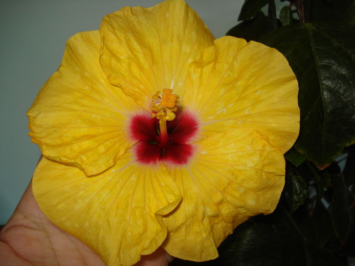 DSC02449 - HIBISCUS 2015