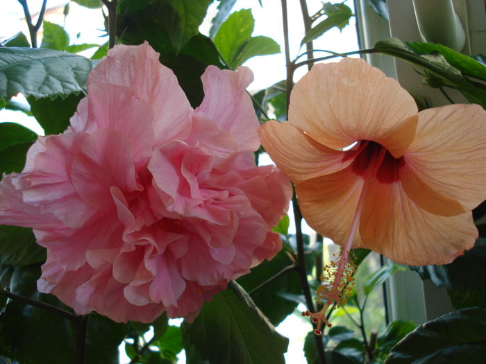 DSC02442 - HIBISCUS 2015