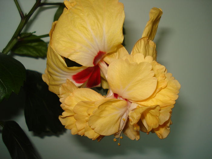 El capitolio yellow - HIBISCUS 2015
