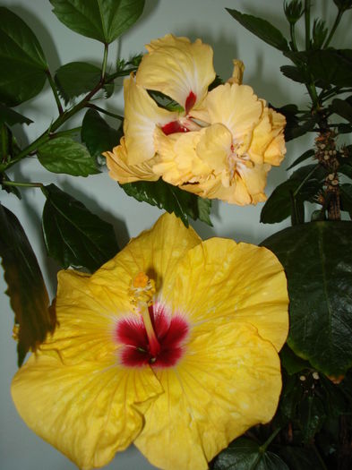DSC02456