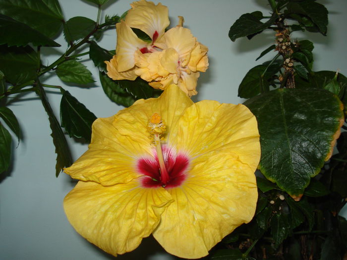 Boreas Yellow - HIBISCUS 2015