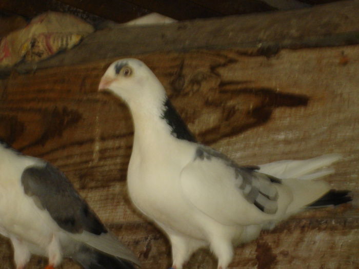 DSC06245 - de vanzare