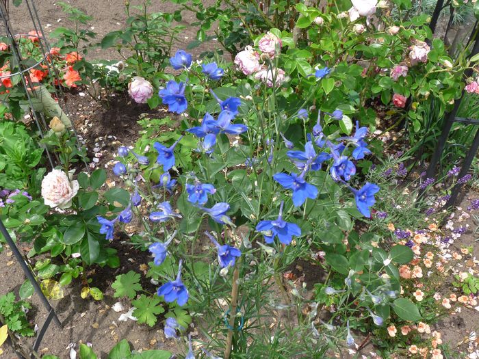 P1680027 - Delphinium