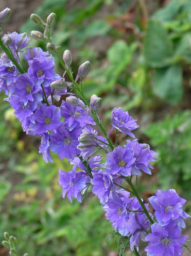 P1670985 - Delphinium