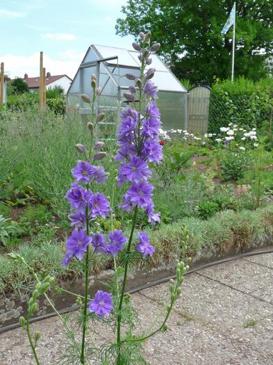 P1670991 - Delphinium