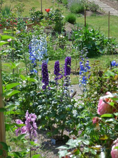 P1650684 - Delphinium