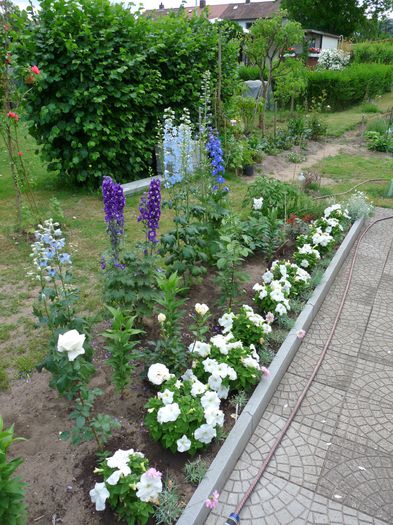 P1660154 - Delphinium