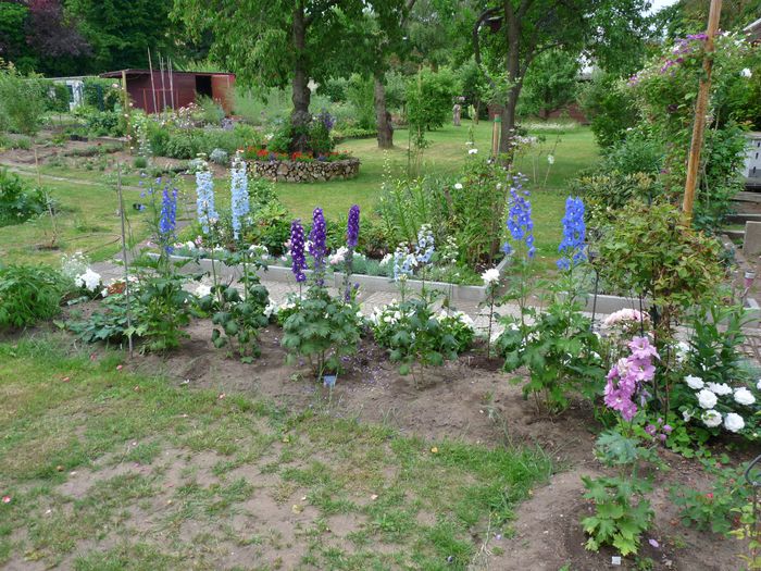 P1660178 - Delphinium