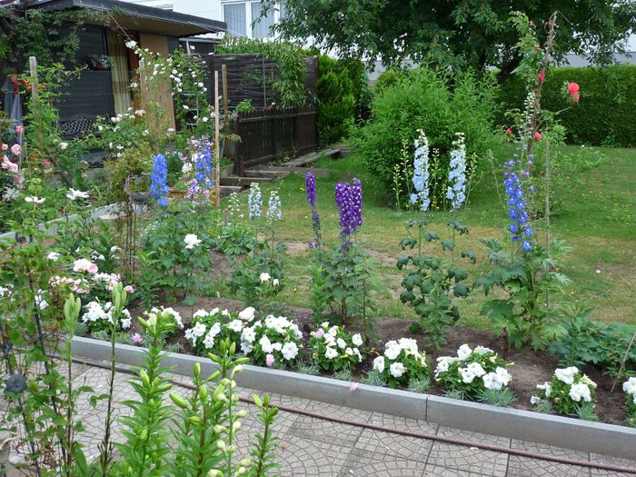 P1660295 - Delphinium