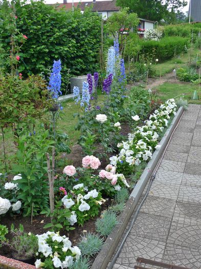 P1660582 - Delphinium