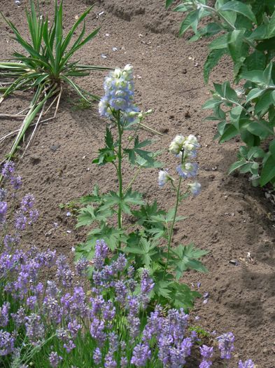 P1670870 - Delphinium