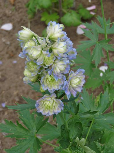  - Delphinium