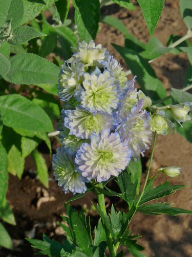 P1680695 - Delphinium