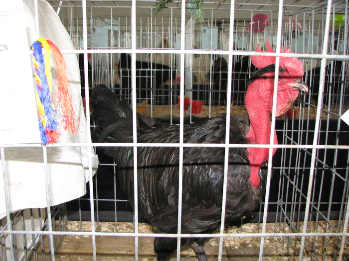 Expozitia Nationala Breaza 2010 105