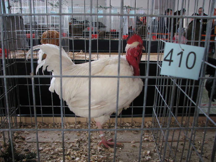 Expozitia Nationala Breaza 2010 107