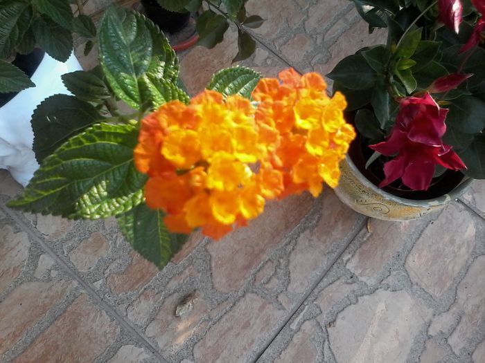 20150707_082316 - multumesc Aurelia44