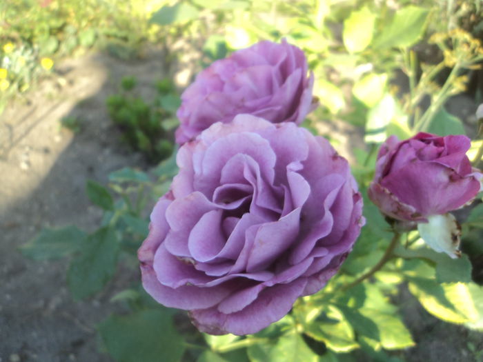 DSC09990