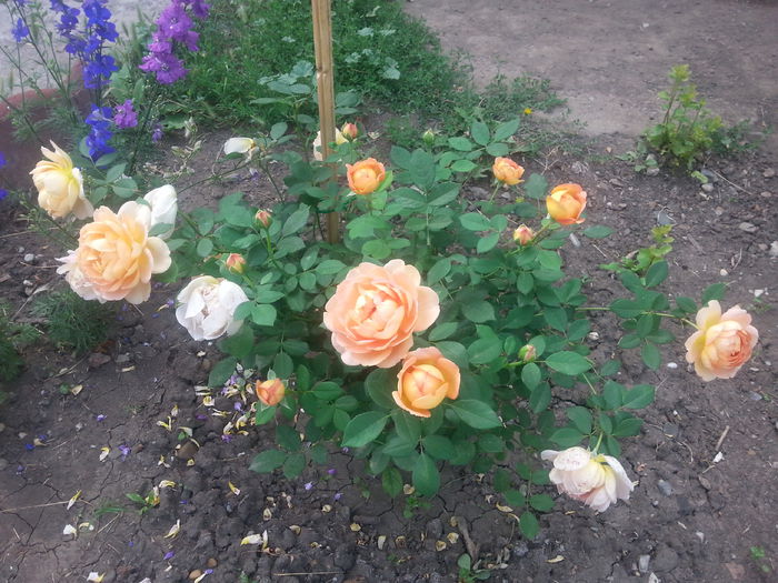 20150707_074133[1]