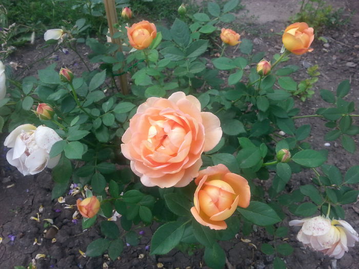lady of shalott