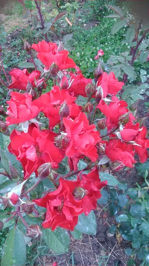 DSC_1276 - TRANDAFIRI 2015 II