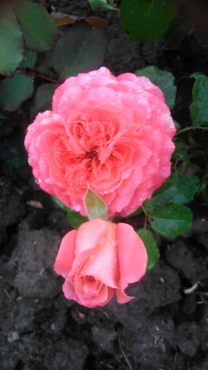 DSC_1249 - TRANDAFIRI 2015 II