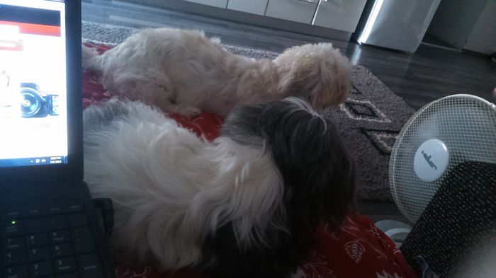 DSC_1248 - Fritz  Bella  Mimi