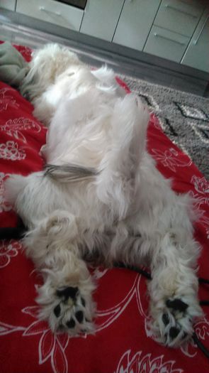 DSC_1217 - Fritz  Bella  Mimi