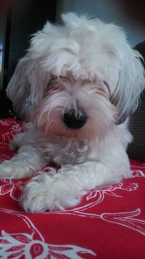 DSC_1220 - Fritz  Bella  Mimi