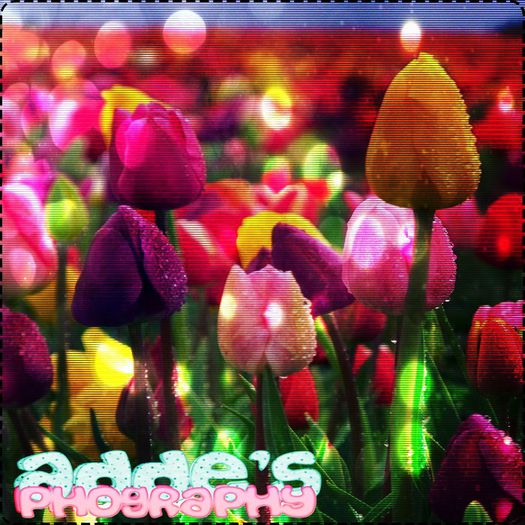 †∆† ; Florile mele preferate sunt lalele. Și, când le pomenesc, nu pot să nu mă gândesc la - dear - HERE are facts about myself