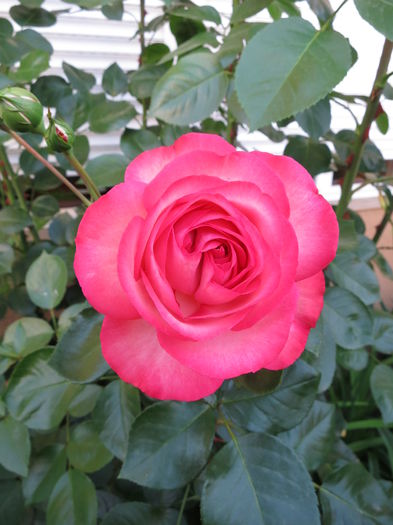 IMG_1625 - Antike 89 2015