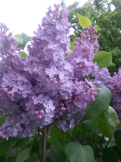 20150511_100035