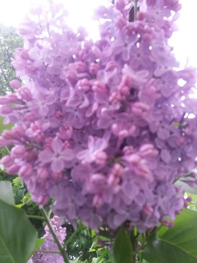 20150511_100124
