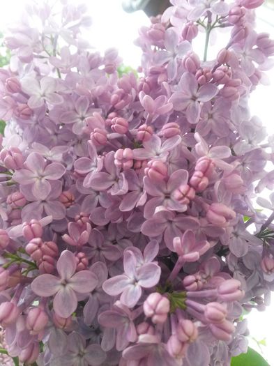 20150511_100129