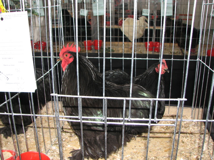 Expozitia Nationala Breaza 2010 111