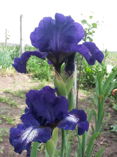 20150523_103603