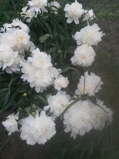 20150604_090002