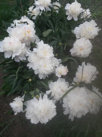 20150604_090005