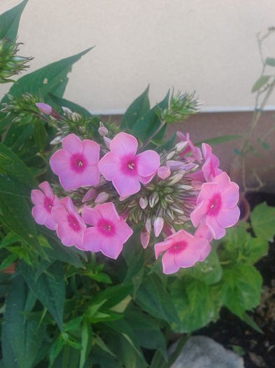 Fotografie-0028 - din gradina