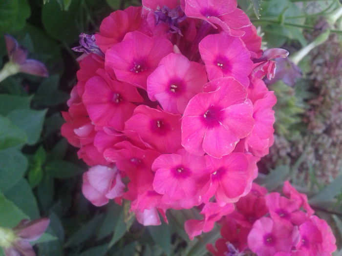 Fotografie-0029 - din gradina