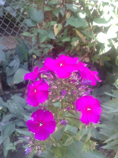 Fotografie-0031 - din gradina