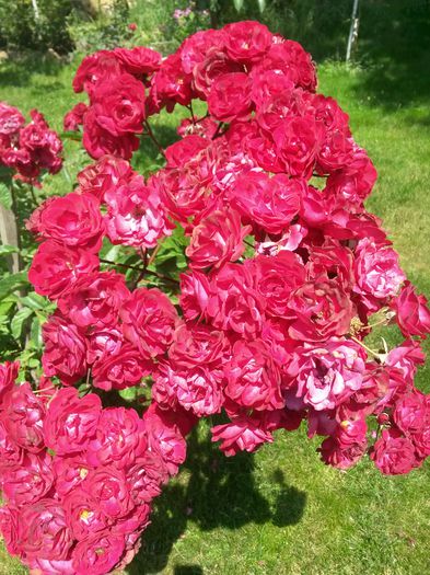 20150630_131517 - 2015  FLORI GRADINA