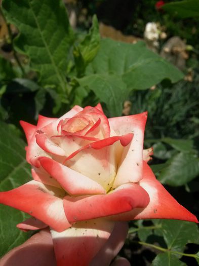 20150701_113532 - 2015  FLORI GRADINA