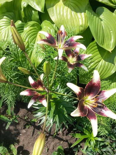 20150701_113604 - 2015  FLORI GRADINA