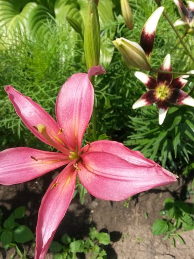 20150701_113614 - 2015  FLORI GRADINA