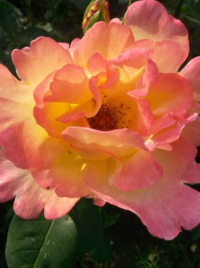 20150703_190429