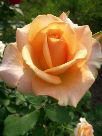 20150703_190443