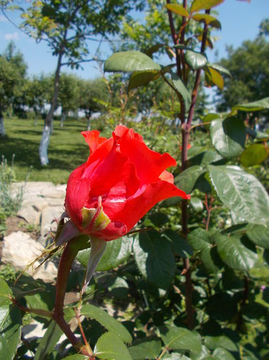 DSCN0222